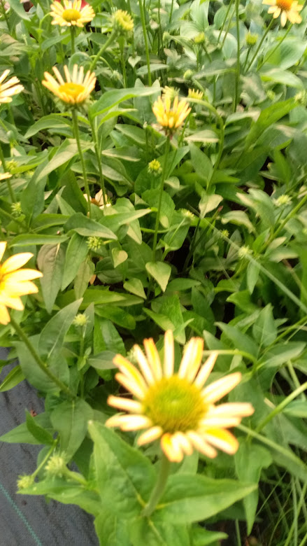 piękne kwiaty jeżówki mellow yellow